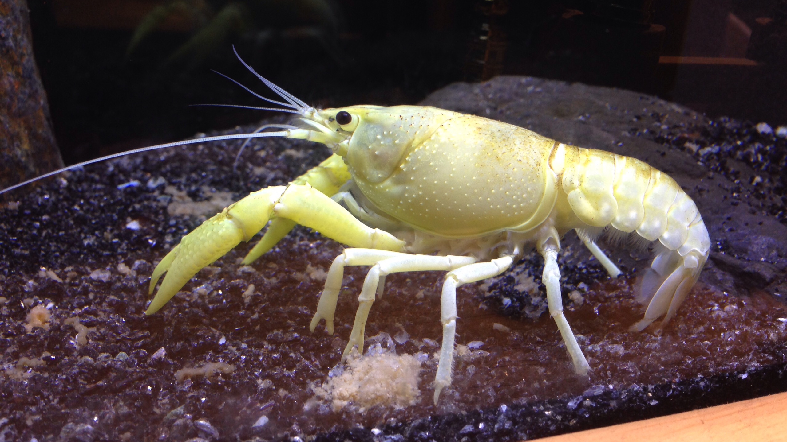 幸運を呼ぶ 金色に輝く 黄金ザリガニ のいる宝くじ売り場 漫画とアニメ みんなでいんぱるす